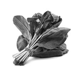 Moringa