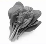 Moringa
